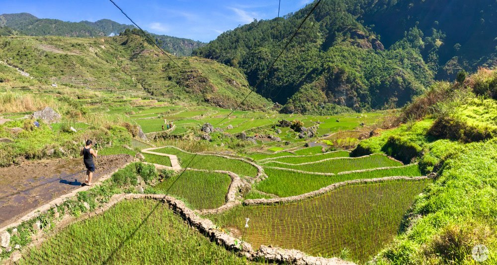 Picture of Fidelisan Rice Terraces