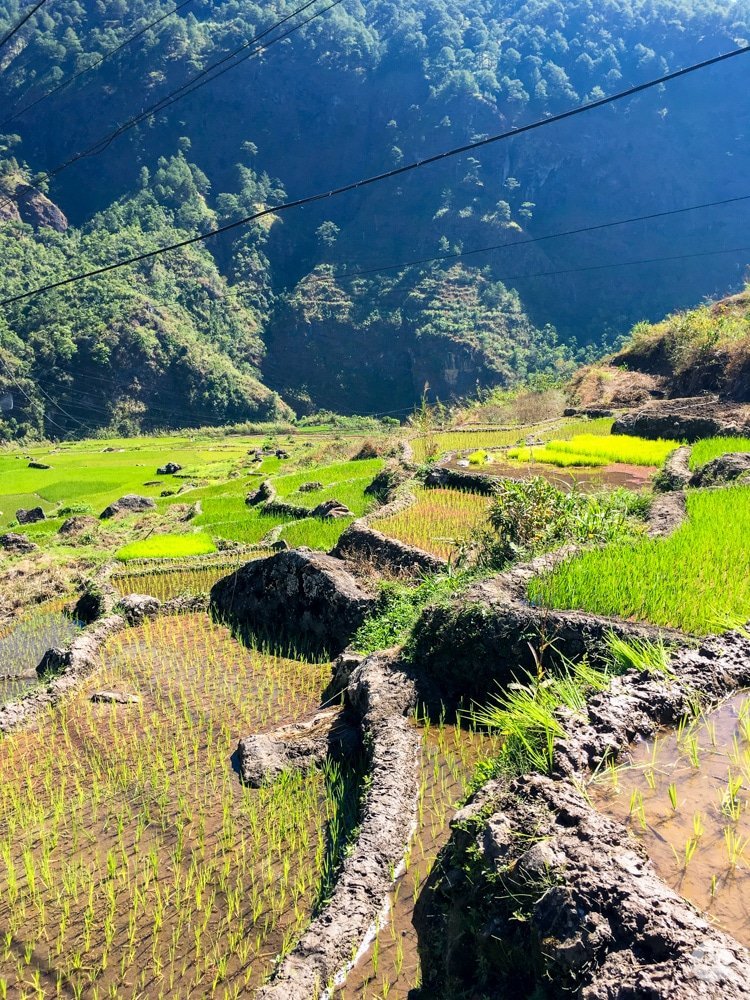 Picture of Fidelisan Rice Terraces in Sagada