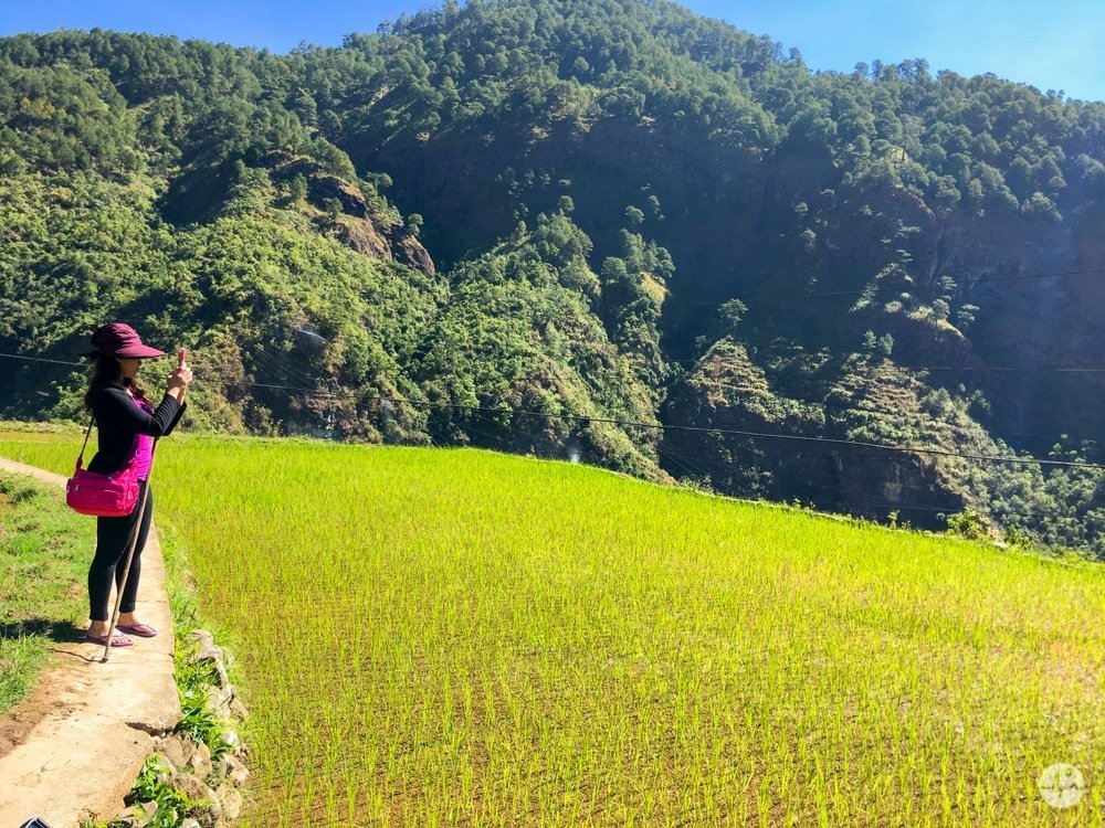 Picture of rice fields in Fidelisan Sagada