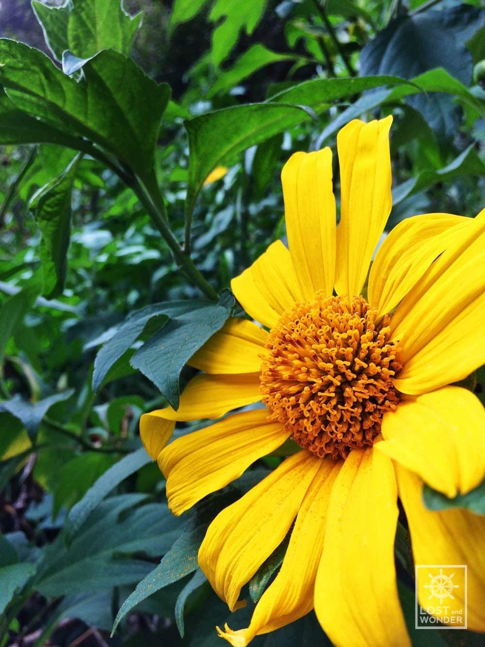 Photo of a sunflower in baguio city