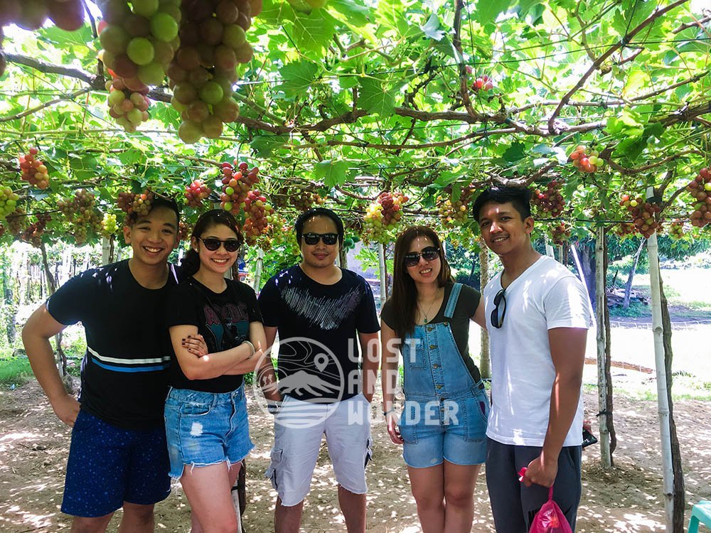 Picture of tourists in a grape farm La Union