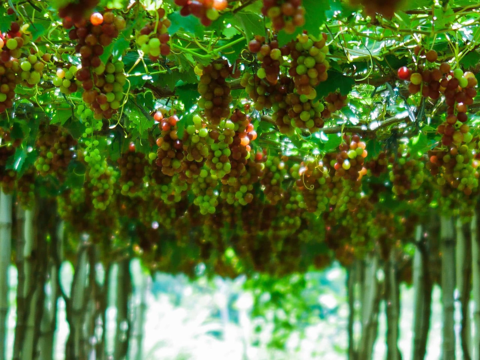Picture of a grape farm in La Union Philippines