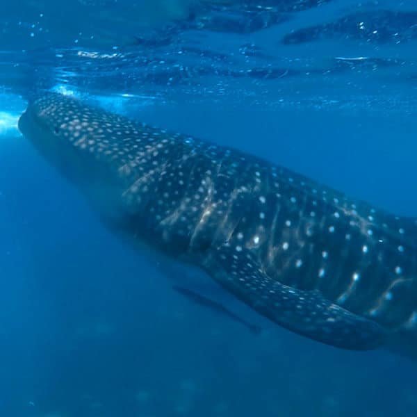Photo of a Whale Shark in Oslob Cebu Philippines