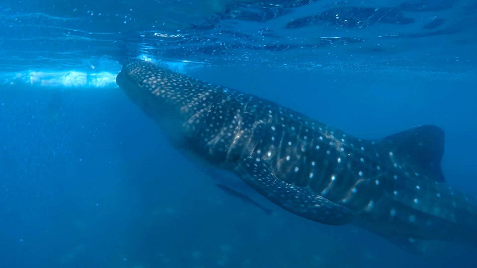 Photo of a Whale Shark in Oslob Cebu Philippines